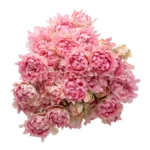 #TROPHY - Image 4