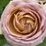 MAUVE AND TAUPE - Image 4