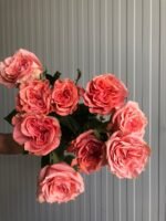 BLUSHING REEVA - Image 3