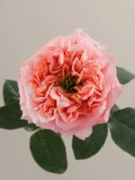 MANDARIN X-PRESSION - Image 3