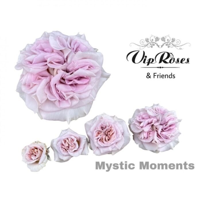 MYSTIC MOMENTS - Image 5