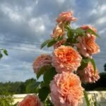 MOULIN DE LA GALETTE