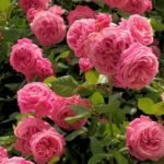 ROSENGRAFIN MARIE  HENRIETTE