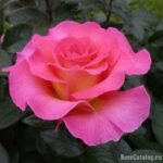 PINK PARADISE - Image 4