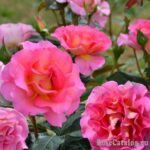 PINK PARADISE - Image 3