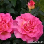 PINK PARADISE - Image 2