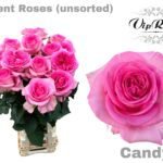 VIP CANDY ROSE