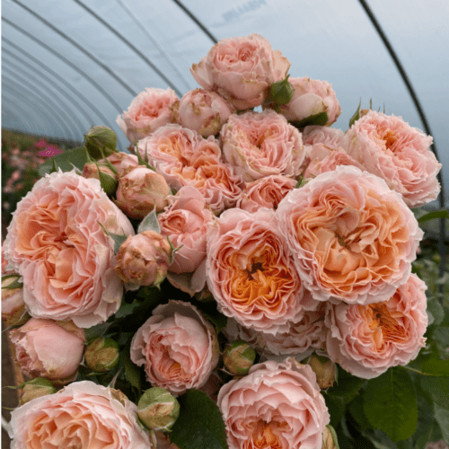 GEORGIA PEACH