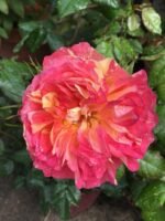 RHUBARB AND CUSTARD - Image 7