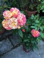 RHUBARB AND CUSTARD - Image 3