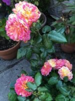 RHUBARB AND CUSTARD - Image 4