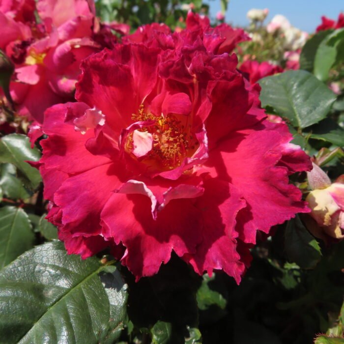 GARY'S ROSE - Image 4
