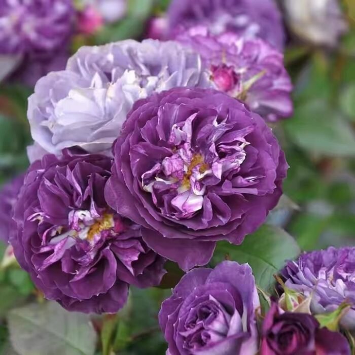 RINALDO - Image 1