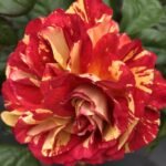 RHUBARB AND CUSTARD - Image 5