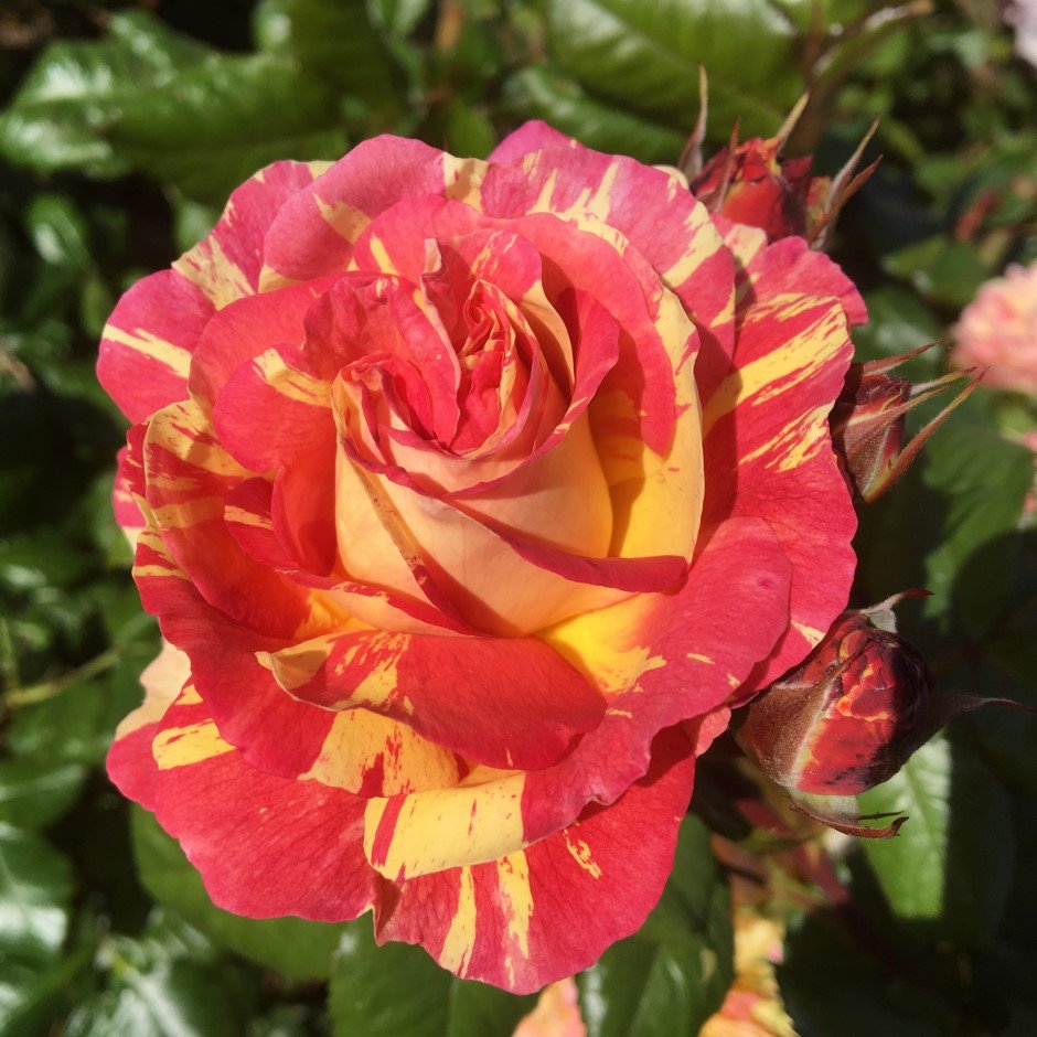 Rhubarb__Custard_Floribunda_Garden_Rose_19_04 RHUBARB AND CUSTARD - Image 1