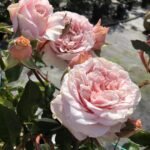 VALERIE - Image 2