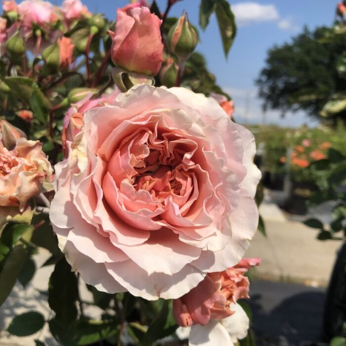 VALERIE - Image 1