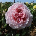 VALERIE - Image 5