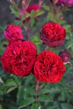 CYRANO DE BERGERAC - Image 3