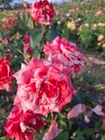 PHILATELIE - Image 3