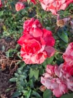 PHILATELIE - Image 4