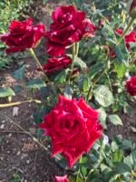 RED PANTHER - Image 3