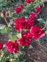 RED PANTHER - Image 2