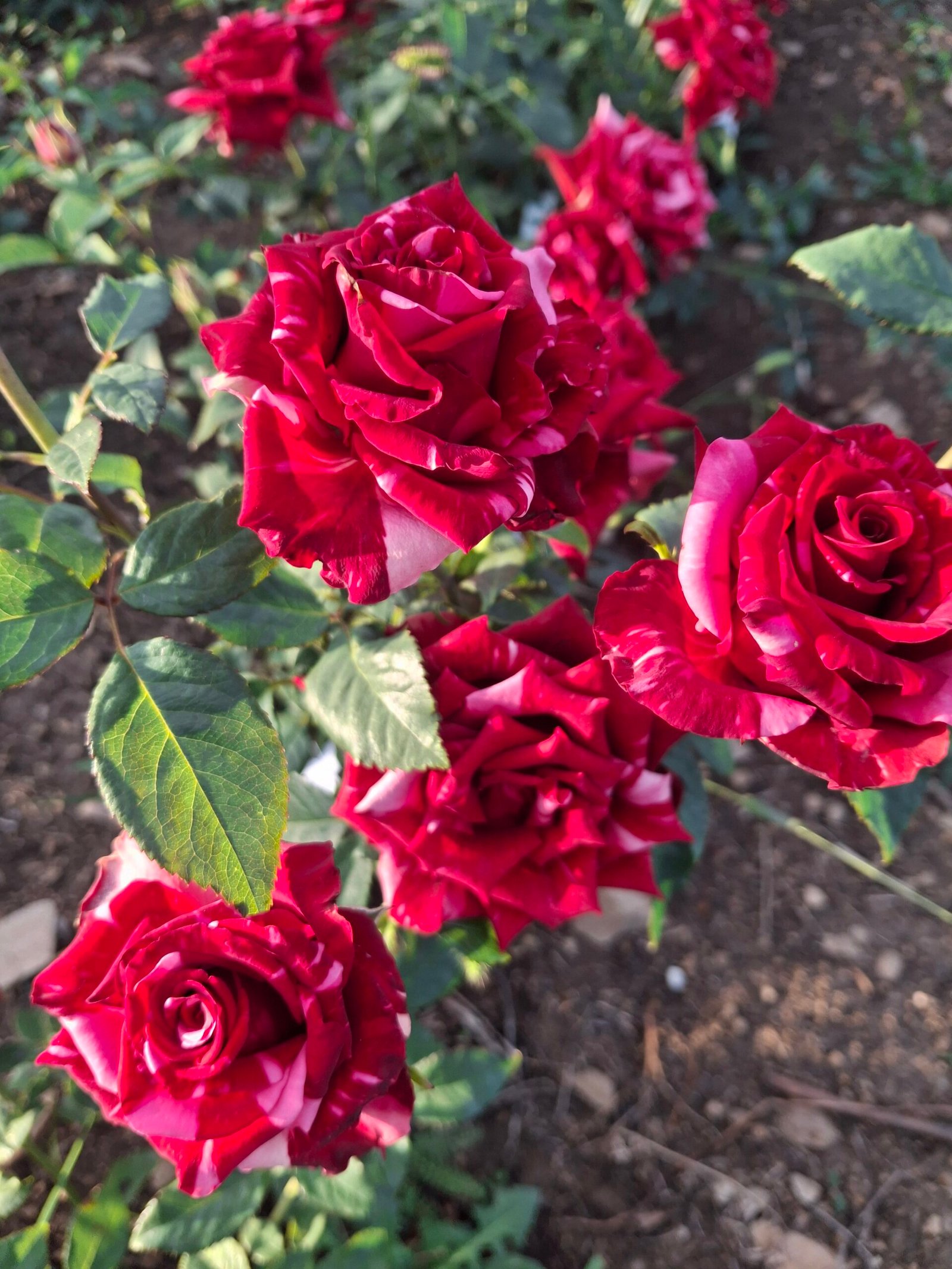 2025/07/1000019751-scaled.jpg RED PANTHER - Image 1