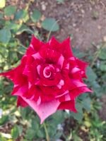 RED PANTHER - Image 5