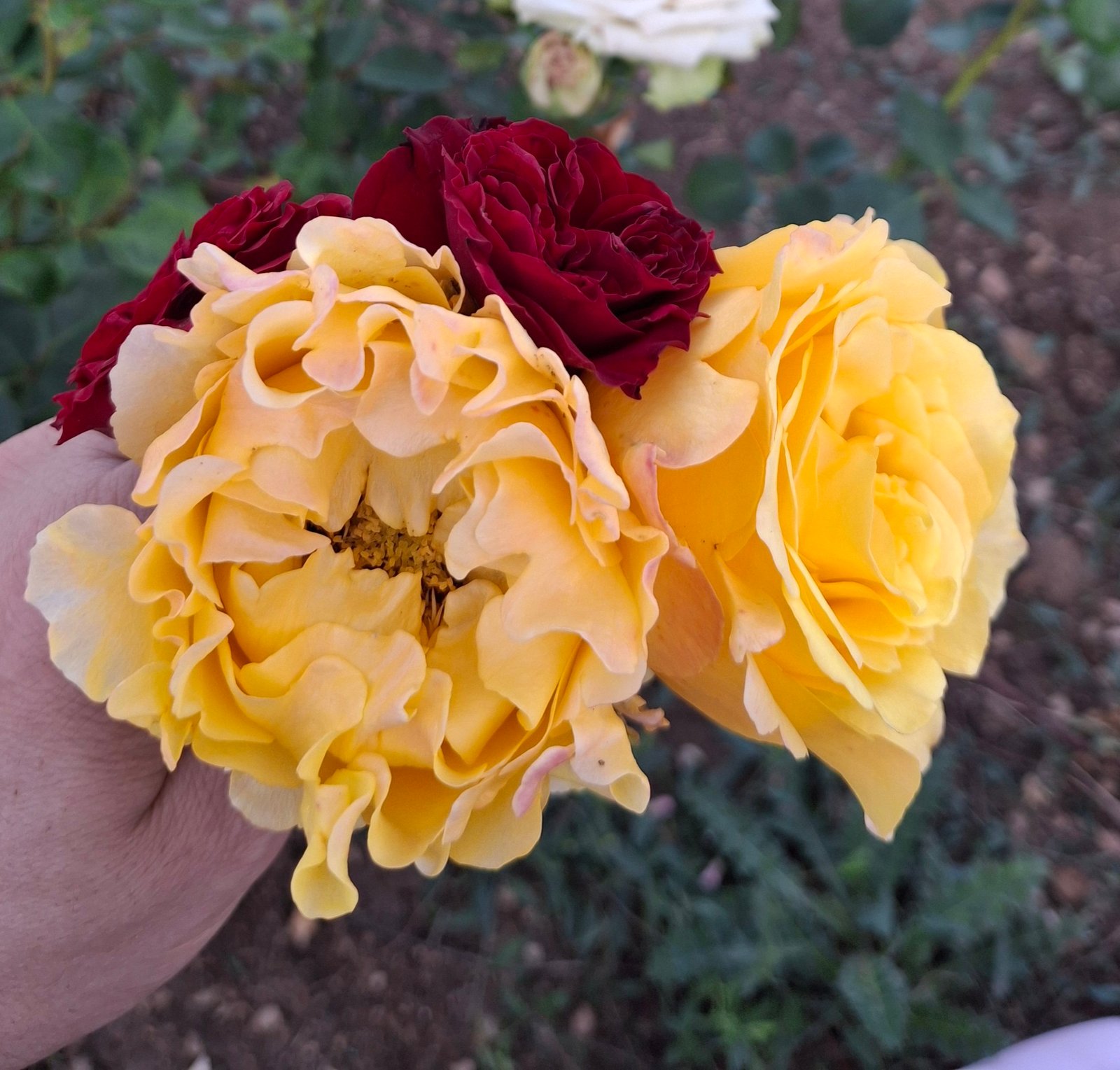 2025/07/1000019886.jpg ARMINE - Image 1