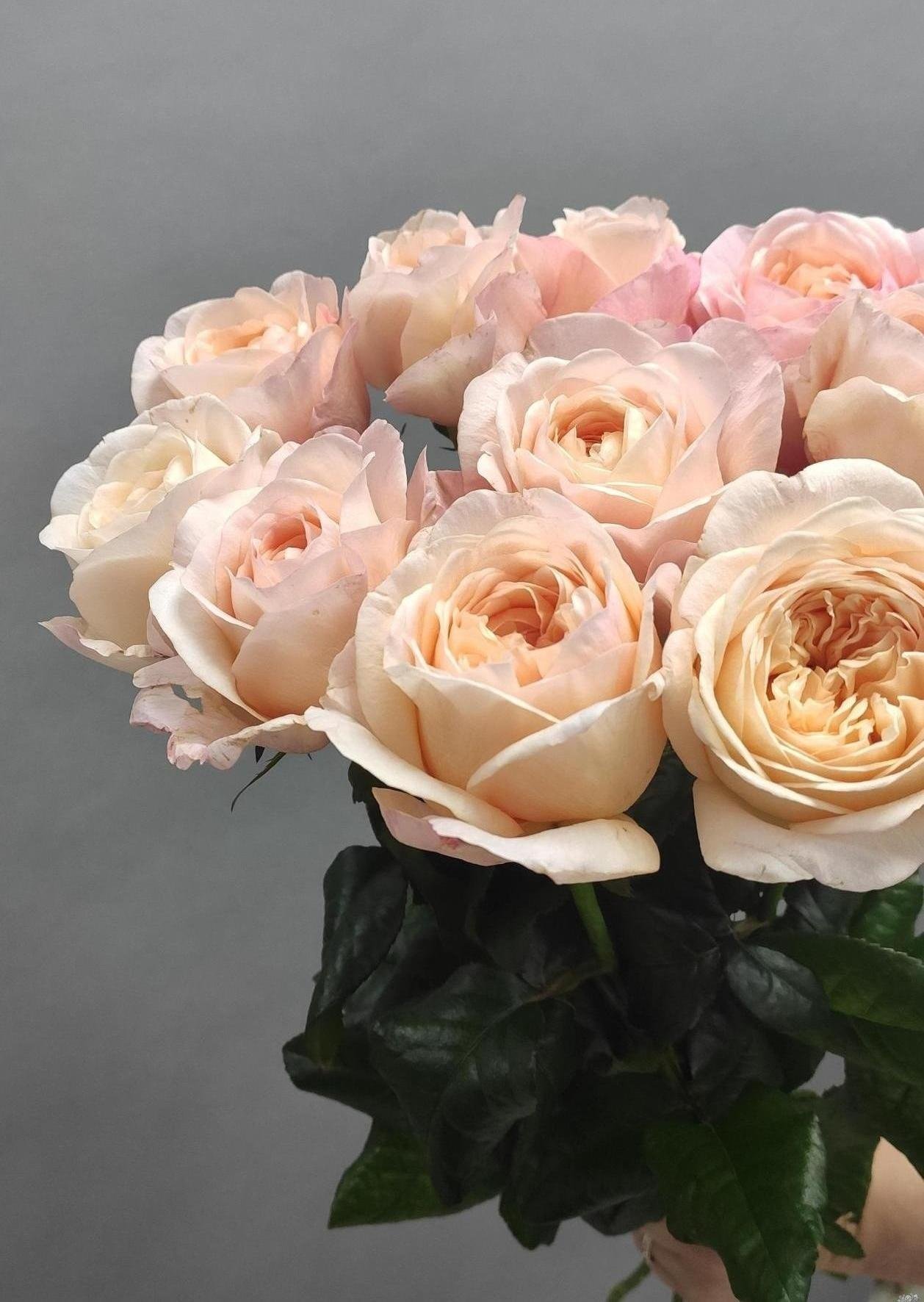 2025/07/1000037465.jpg METAMORPOSE - Image 1