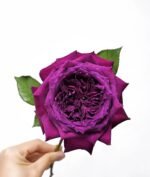 PURPLE VELVET - Image 6