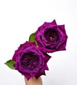 PURPLE VELVET - Image 4