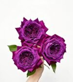 PURPLE VELVET - Image 3