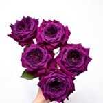 PURPLE VELVET