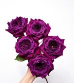 PURPLE VELVET
