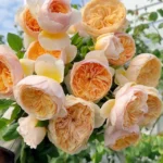 JULIET CL. (HANXIAN)