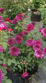 PURPLE VELVET