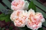 CRESSIDA - Image 3