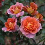 IRIS WEBB