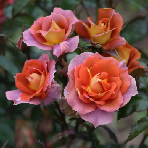 IRIS WEBB