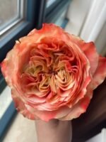 FUNKY PEACH - Image 5