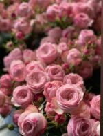 MANSFIELD PINK PARK - Image 3