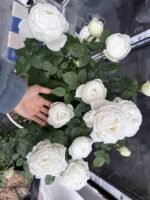 WEDDING ROAD - Image 2
