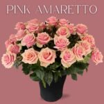 PINK AMARETTO - Image 4