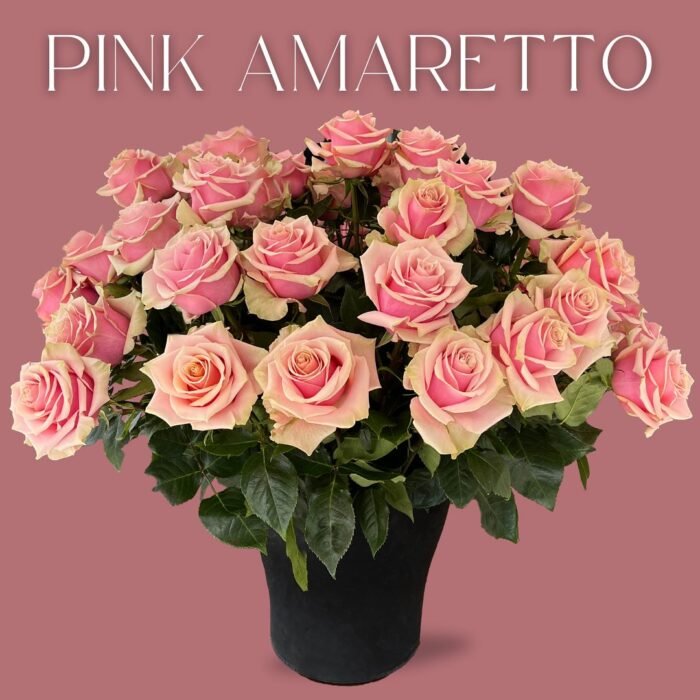PINK AMARETTO - Image 4