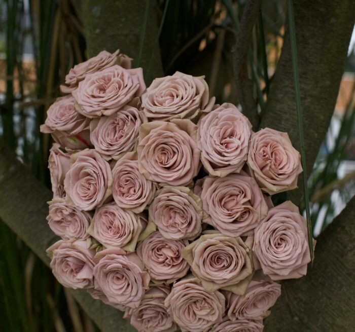 MOCCA - Image 1