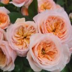 GEORGINA GARDENS - Image 3