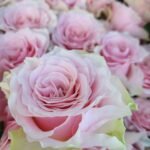 COUNTRY SPIRIT PEONIA - Image 5