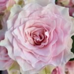 COUNTRY SPIRIT PEONIA - Image 4